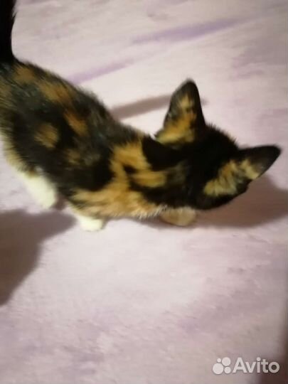 Самые лучшие котята в добрые руки привезу по кмв