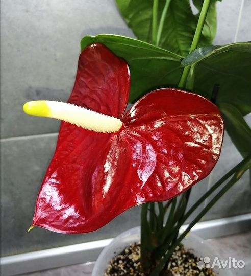 Антуриум Юпитер