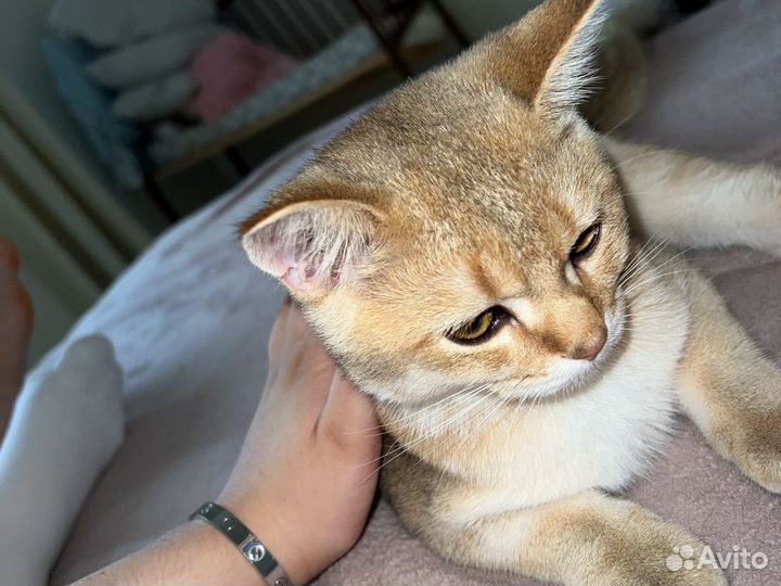 Шотланский котенок