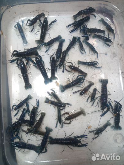 Австралийский красноклешневый рак