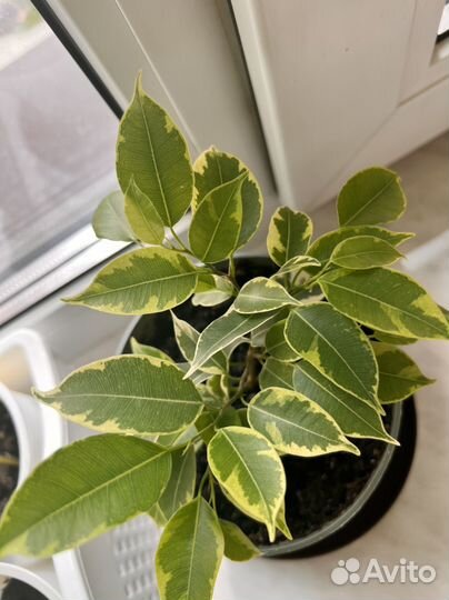 Фикус бенджамина