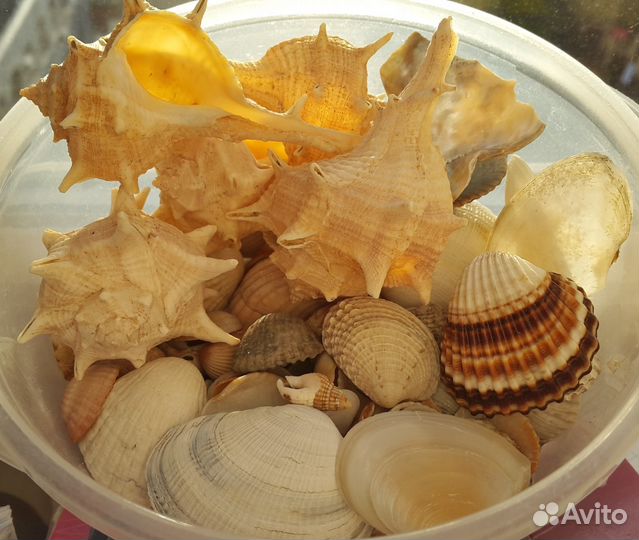 Ракушки для аквариума