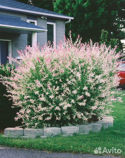 Ива хакуро нишики c4