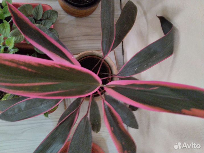 Комнатные растения. См профиль много раст