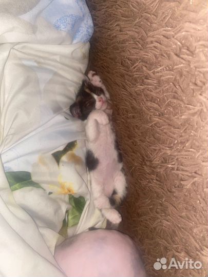 Канадский сфинкс котенок девочка