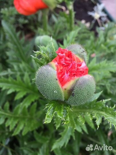 Мак восточный