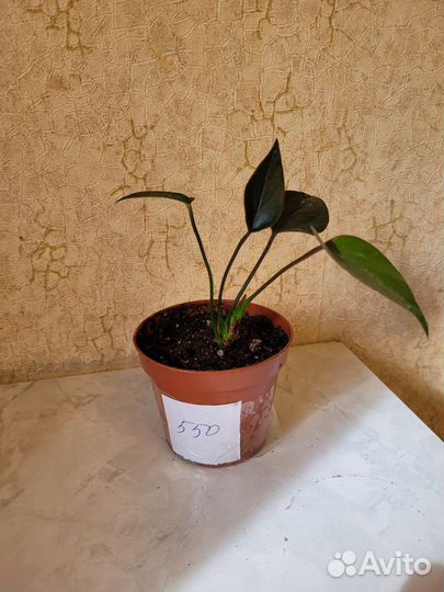 Антуриум блек лав черный и Ред бул бордово-красный