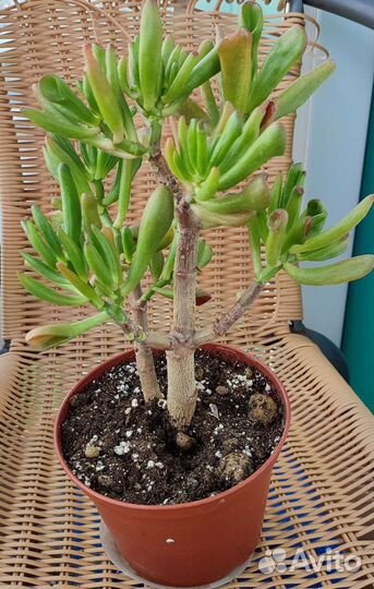 Крассула хоббит