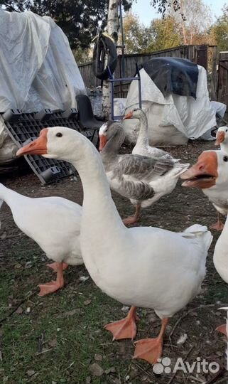 Домашние мясо гуся