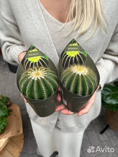 Кактусы, сукккленты