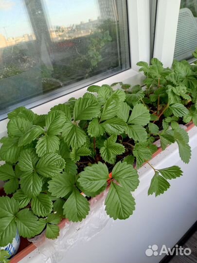 Рассада помидор