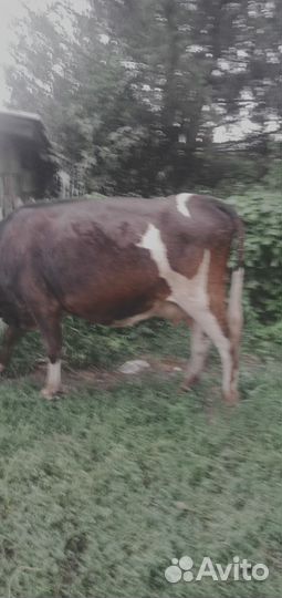 Коровы дойные молочные