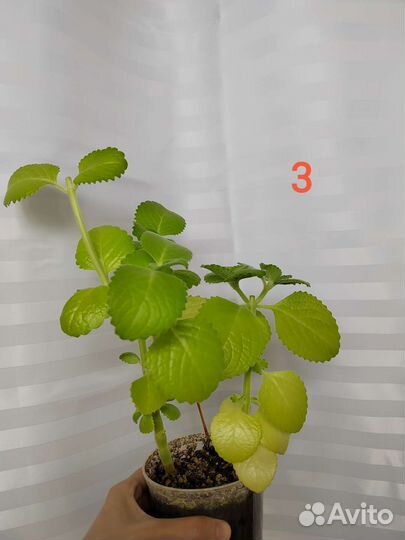 Мята комнатная (Плектрантус)