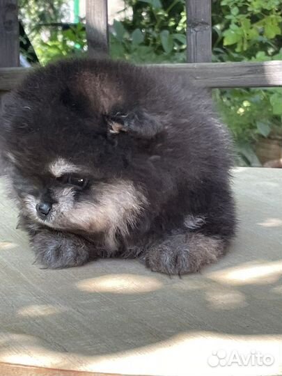 Супер мини медвежонок