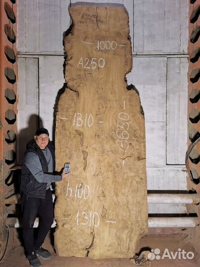 Слэбы карагач