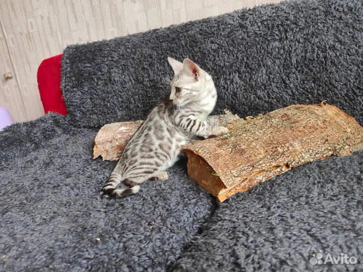 Бенгальские котята Klan Abbenti бенгалы