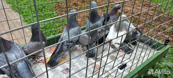 Голуби свердловские