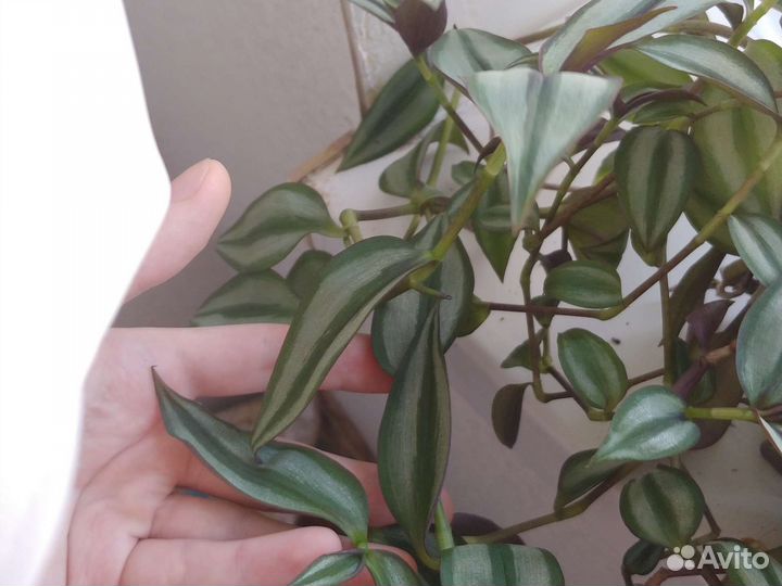 Домашние растения (детки)