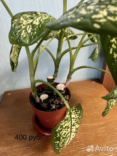 Диффенбахия