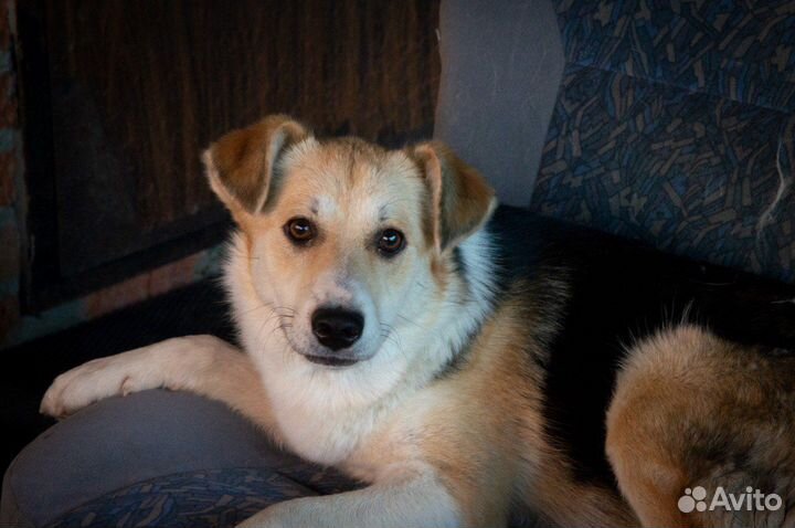 Отдам в добрые руки