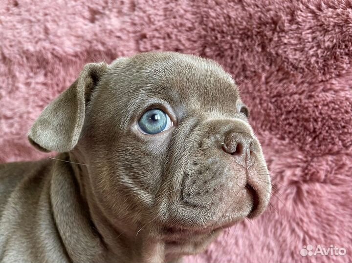 Французский бульдог в окрасе изабелла