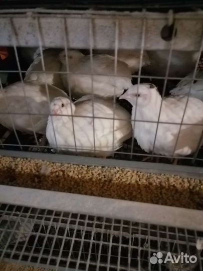 Перепела техасский гигант утяжеленный