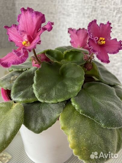 Фиалки набор 8 шт