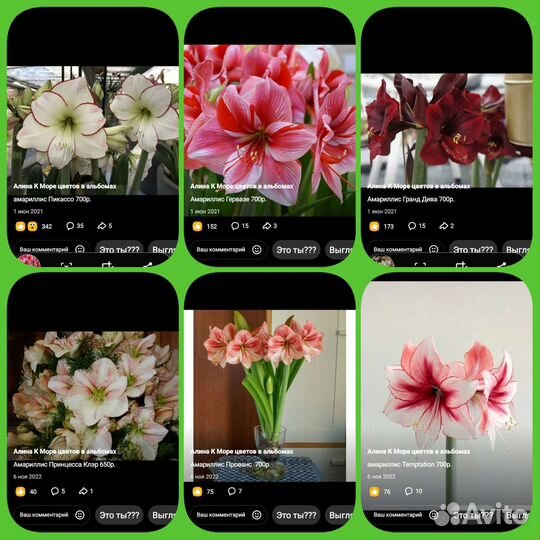 Гиппеаструм амариллис