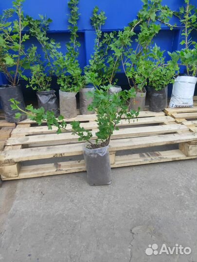 Саженцы груши и яблони