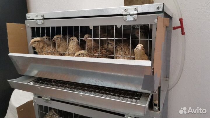 Перепёлки со своим домом