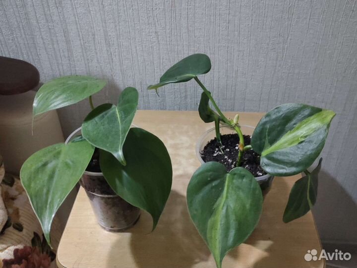 Филодендрон Сканденс Бразил