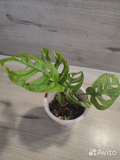 Монстера манки