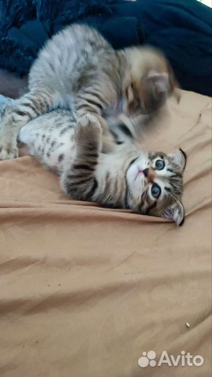 Вислоухие котята в добрые руки