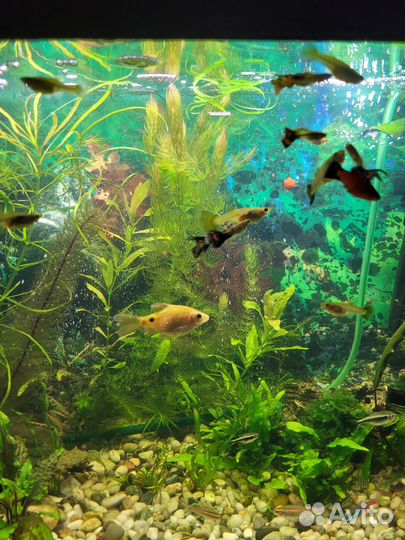 Рыбки гуппи