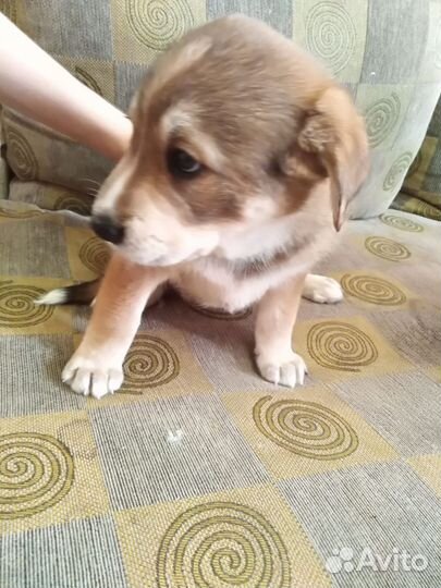 Отдам бесплатно