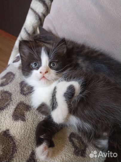 Отдам котика в добрые руки