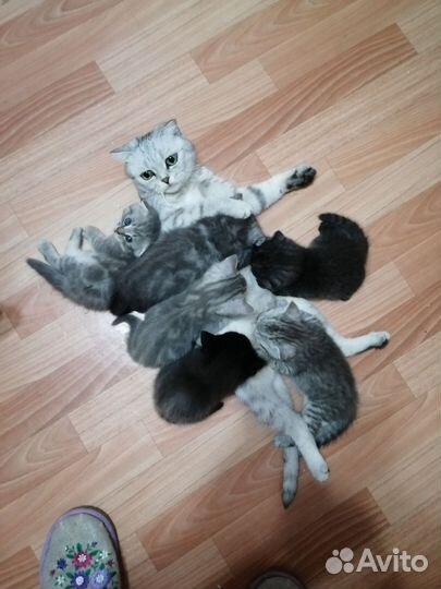 Шотландские котята