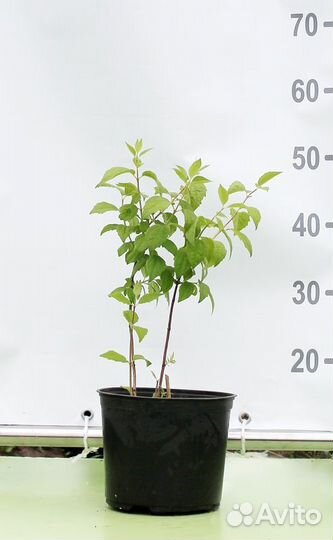 Чубушник венечный Manteau dHermine/С3 50-60 см