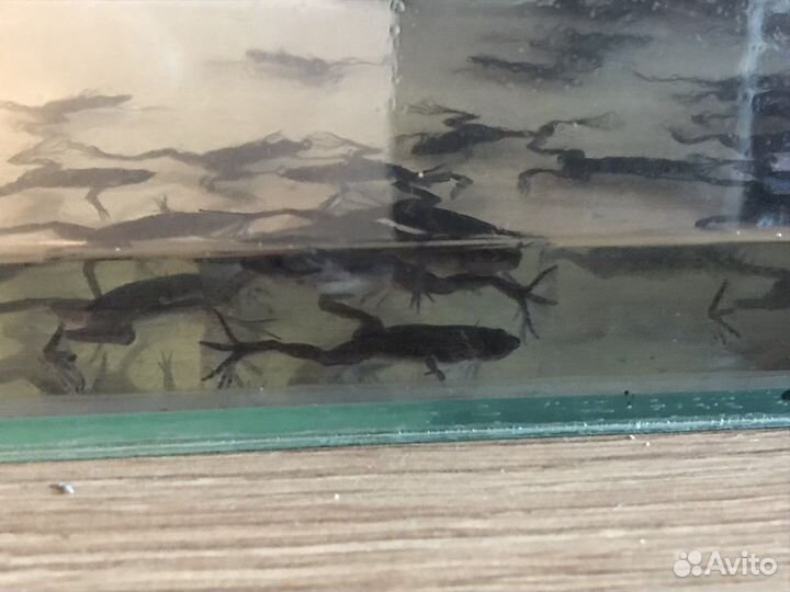 Пипа Корвальо