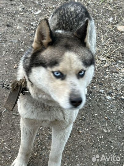 Хаски в добрые руки