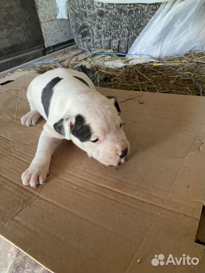 Щенки питбуля