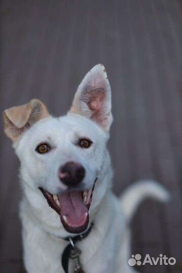 Собака в добрые руки