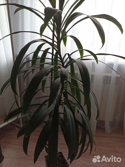 Пальма драцена