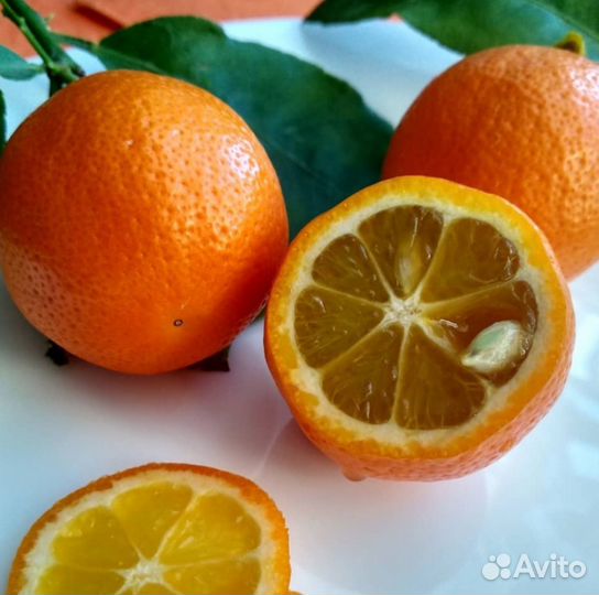 Лайм Санта-Барбара