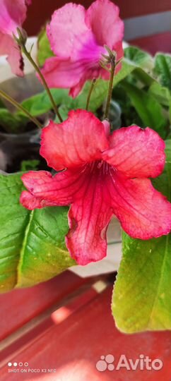 Стрептокарпус Женская логика