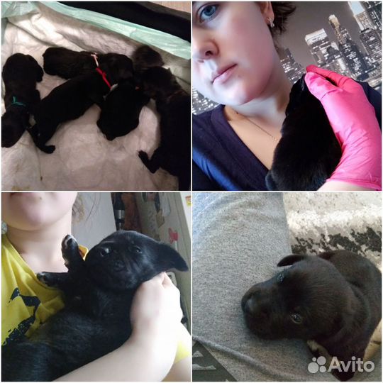 Передержка собак и кошек