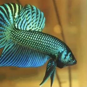 Петушок Бетта Махачай (Betta mahachaiensis)