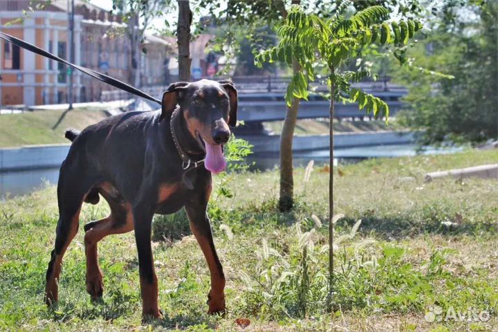 Саймон ищет семью