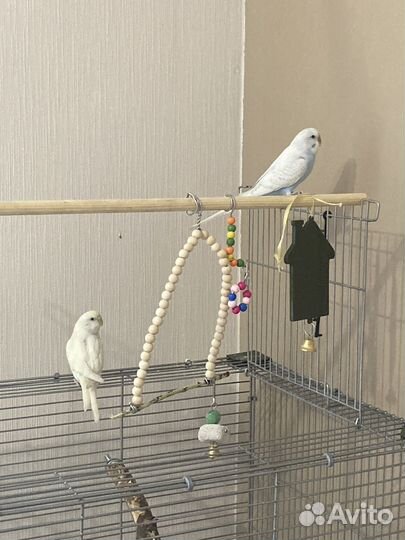 Волнистые Попугаи с клеткой(самец и самка)