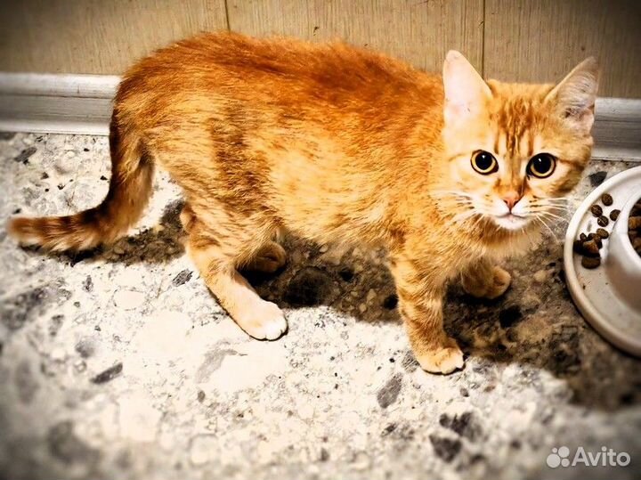 Кошечка в добрые руки